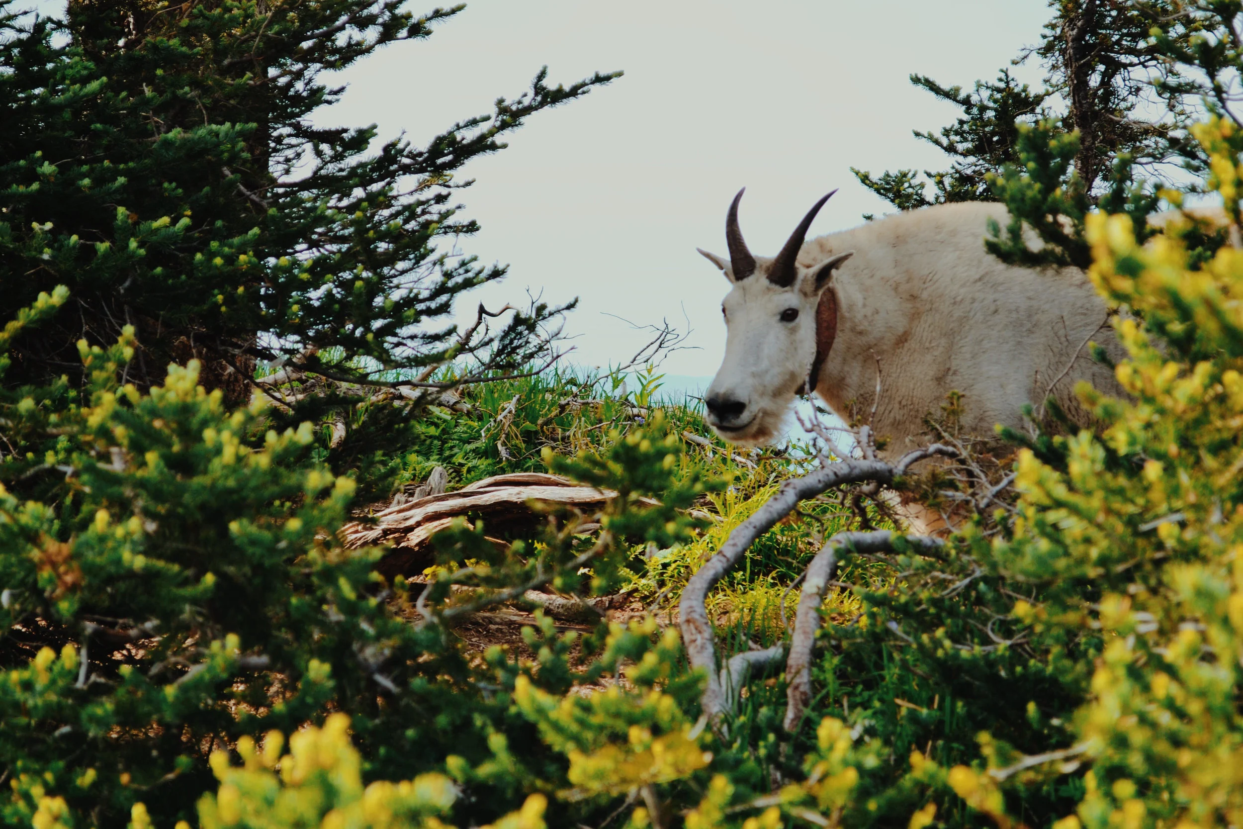 unnamed+goat.jpg
