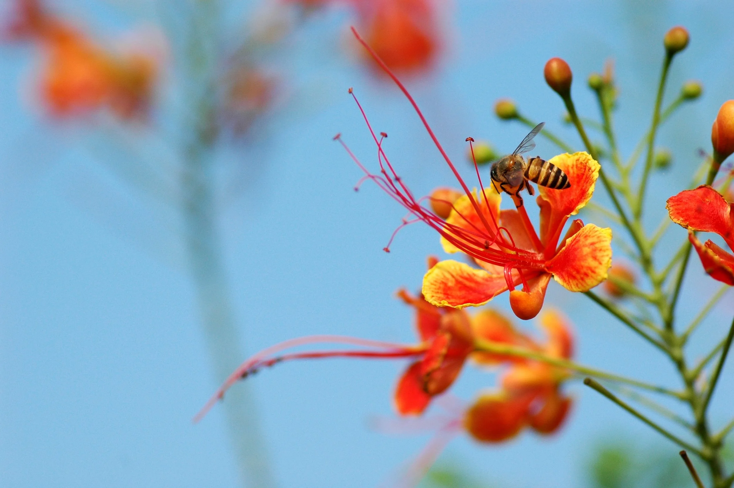 bee-517075.jpg