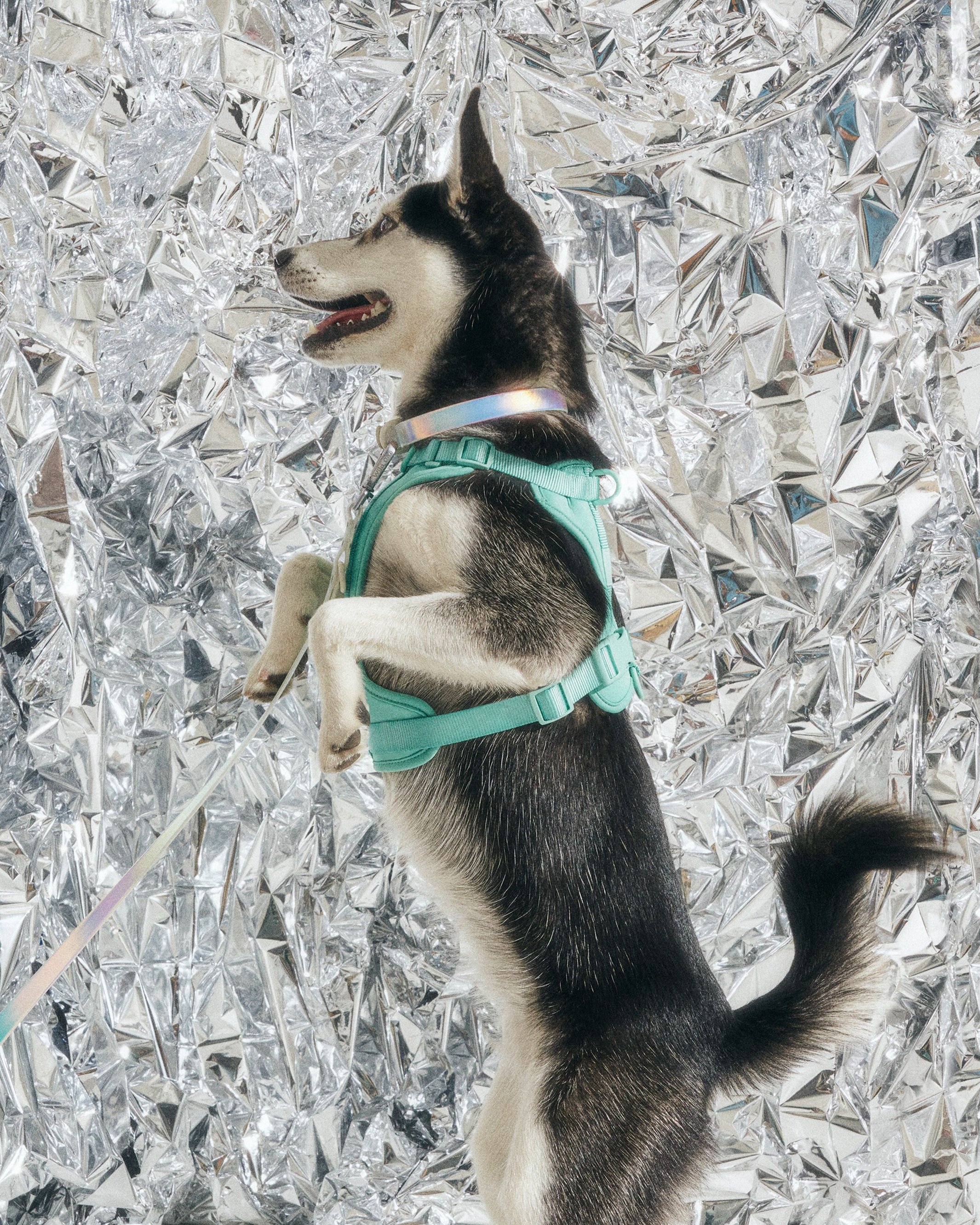 WO_VM_WalkKitCollar_Lunar_Flair_Space_SeaFoam_Harness_SpaceFlairLunarCampaign_01_2x3_Print.jpg