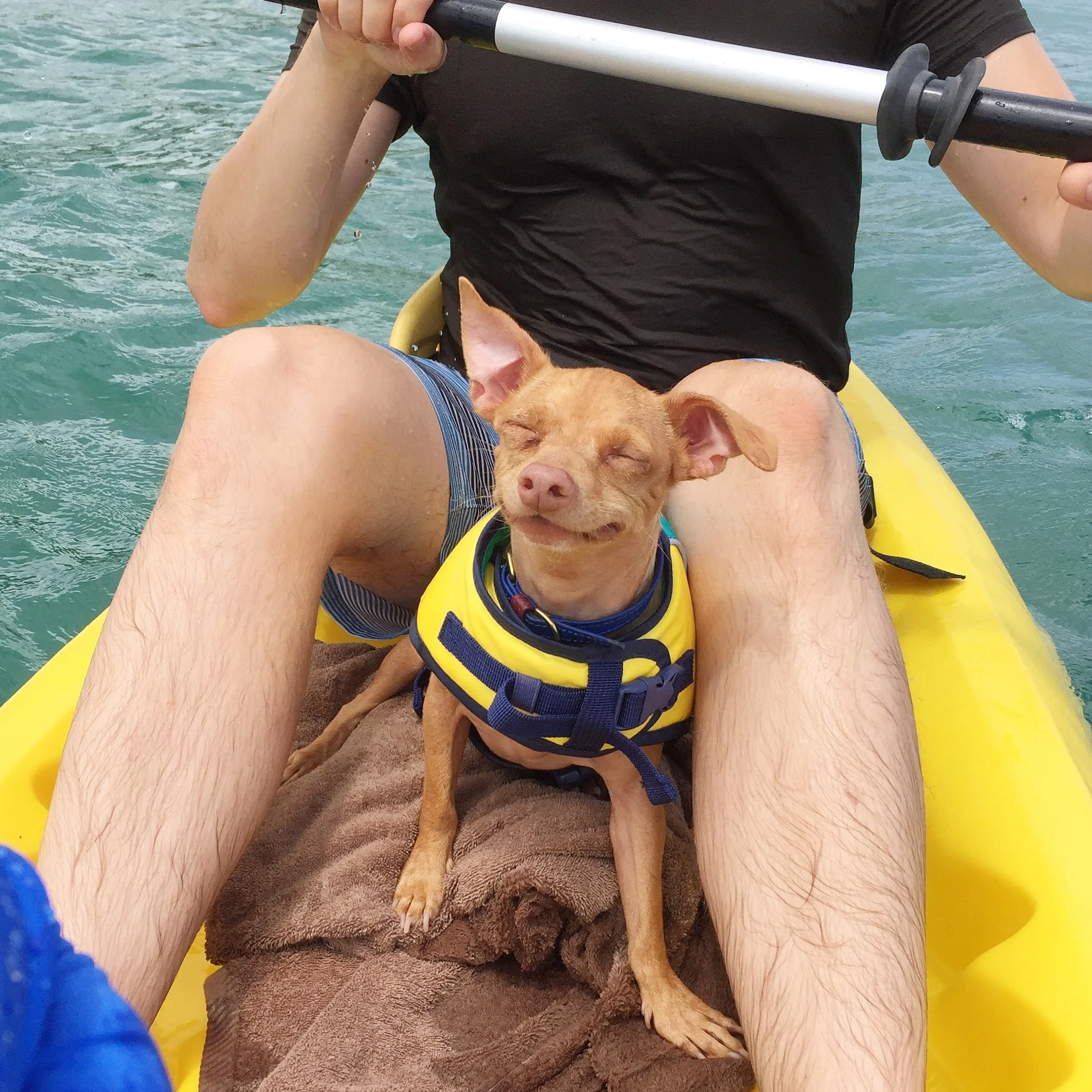 A PUP IN PUERTO RICO