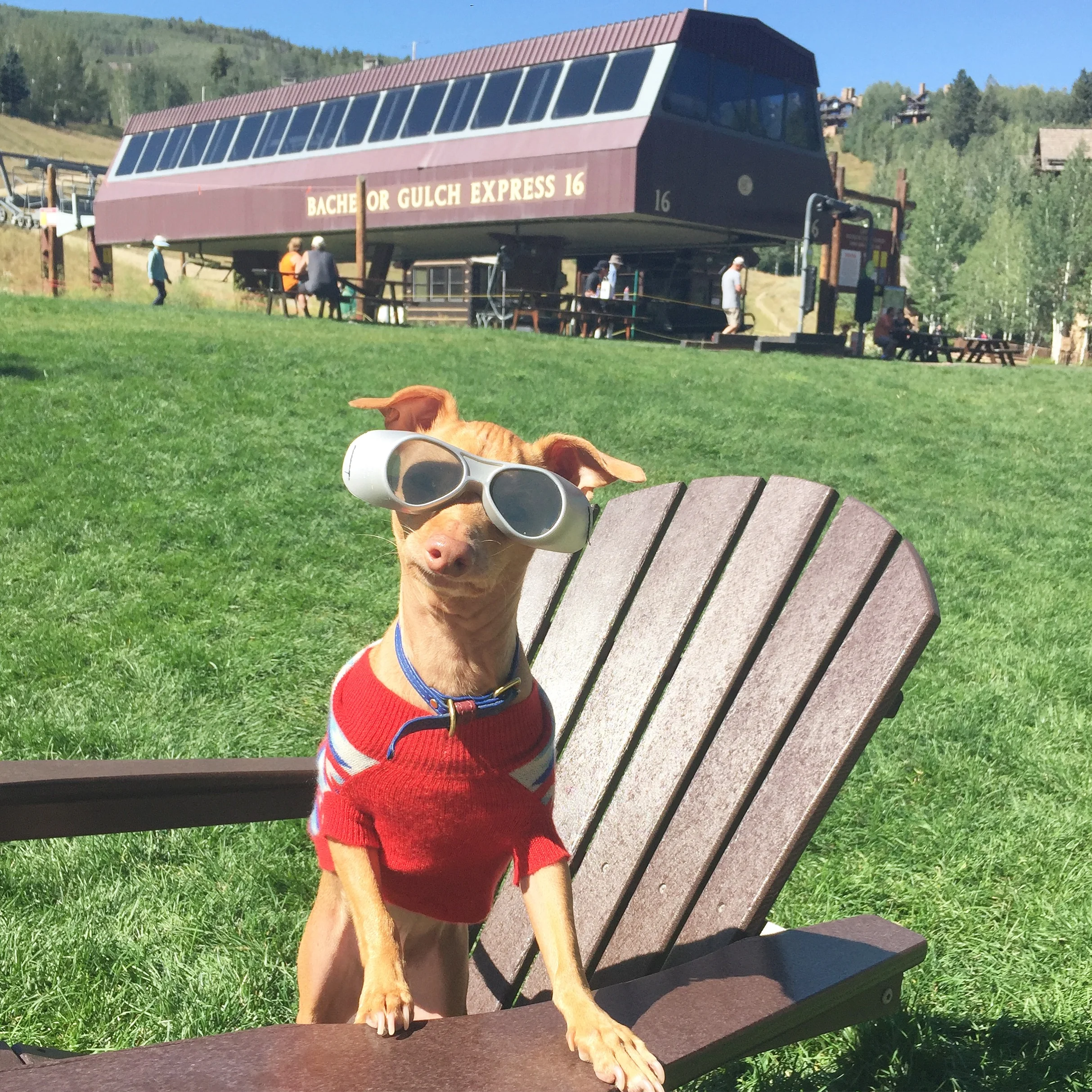 Barkweek at Bachelor Gulch