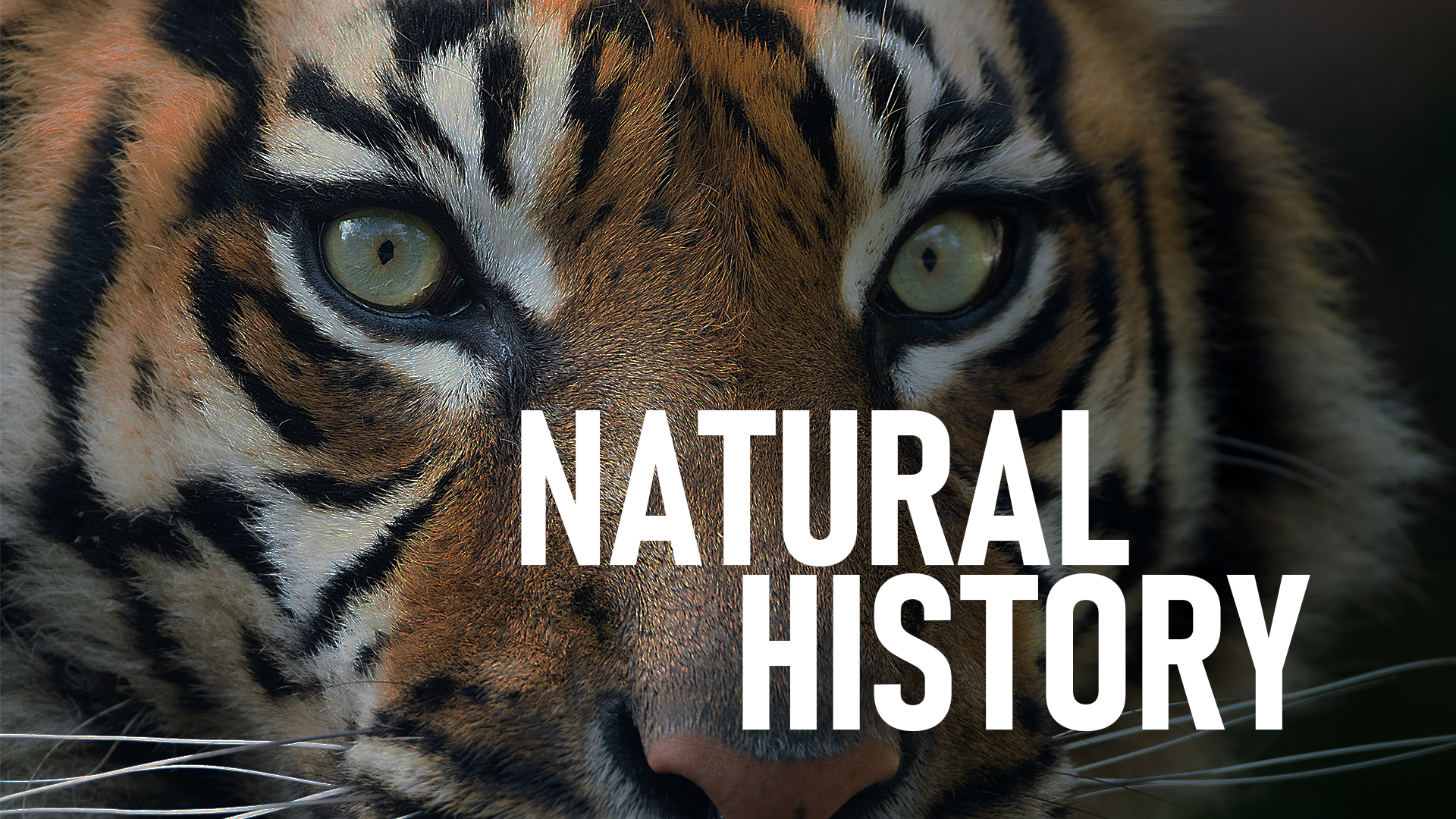 Portfolio Genre Thumnails - Nat History.png