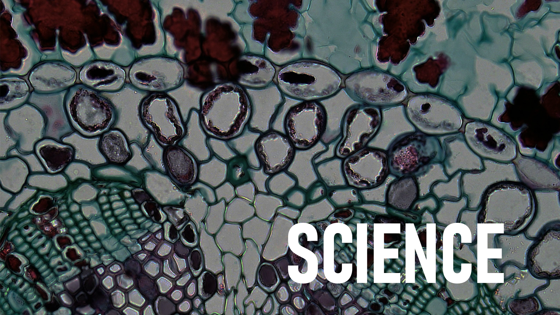 Portfolio Genre Thumnails - Science.png