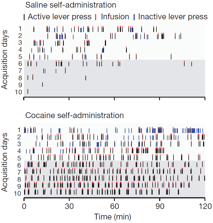 cocaine-self-adminitration.png