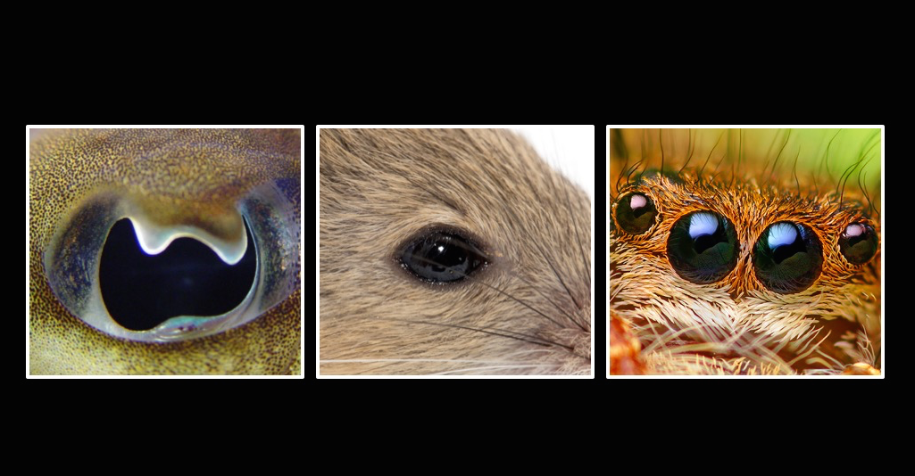 From left to right, the eye of a cephalopod, a mouse and a jumping spider.