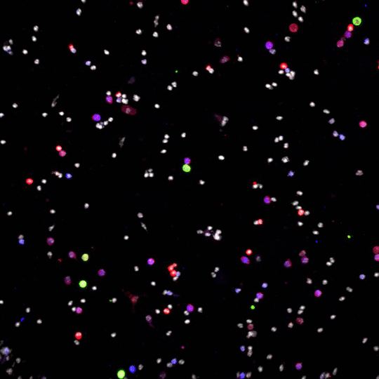 more-cells-or-stars.gif