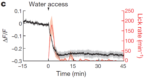 The activity of thirst-encoding SFO neurons drops immediately as the thirsty mouse starts licking. Figure adapted from Zimmerman et al