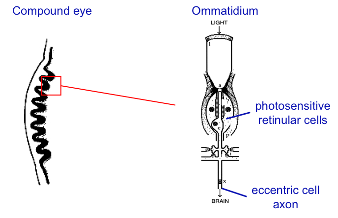 Fig 1. Eye of Limulus Polyphemus, or horseshoe crab.
