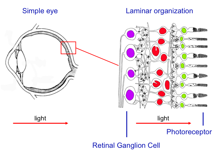 Fig 3. Eye of the Rana Catesbiana, or American Bullfrog. Photoreceptors are shown in green, interneurons in red, and ganglion cells in purple.