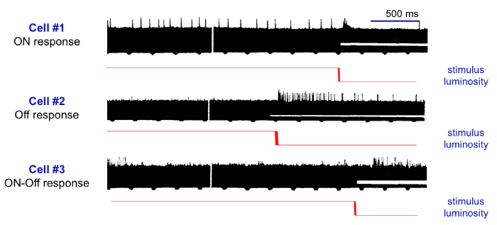 Fig 4. Responses of different types or retinal ganglion cells in the eye of the bullfrog. The red lines indicate the time of light offset.