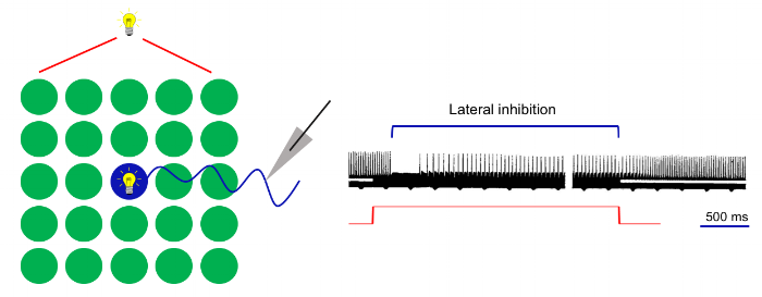 Fig 5. Lateral inhibition in the eye of the Limulus. The diagram on the left shows the ommatidium that Hartline was recording from in blue, stimulated by constant light. In green are surrounding ommatidia onto which he shone light during an interval of a few seconds. On the right the response of the recorded ommatidium changes (the cells shows a decrease in firing rate) during light stimulation of the surrounding cells.
