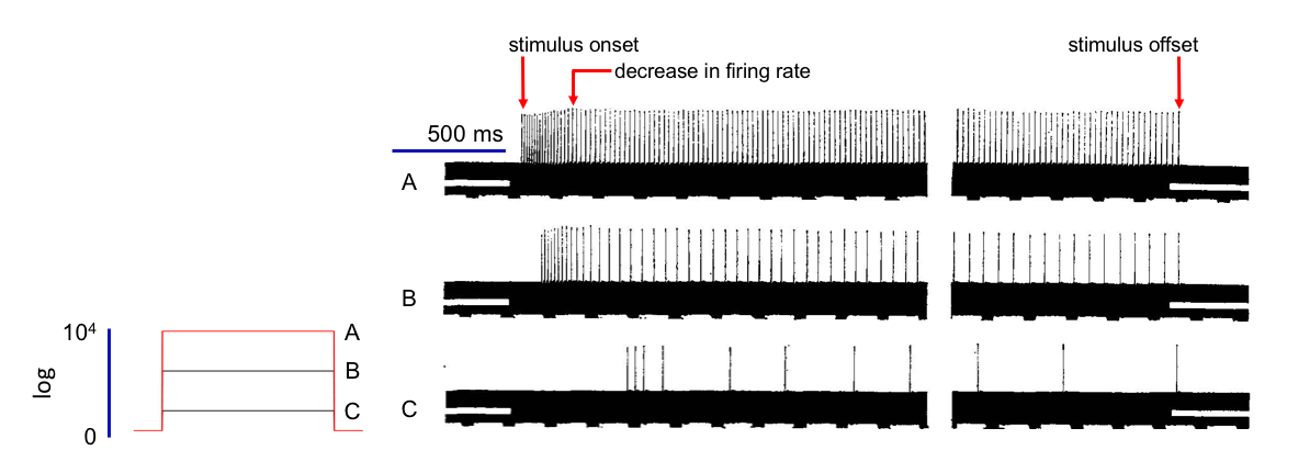 Fig 2. Responses of the eccentric cell of the ommatidium to step-increasing light intensity. Arrows indicate the time of stimulus onset (light-on), the subsequent decrease in firing rate, and stimulus offset (light off).