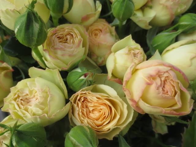 Clustar Gem & Lace Collection — Eufloria Flowers