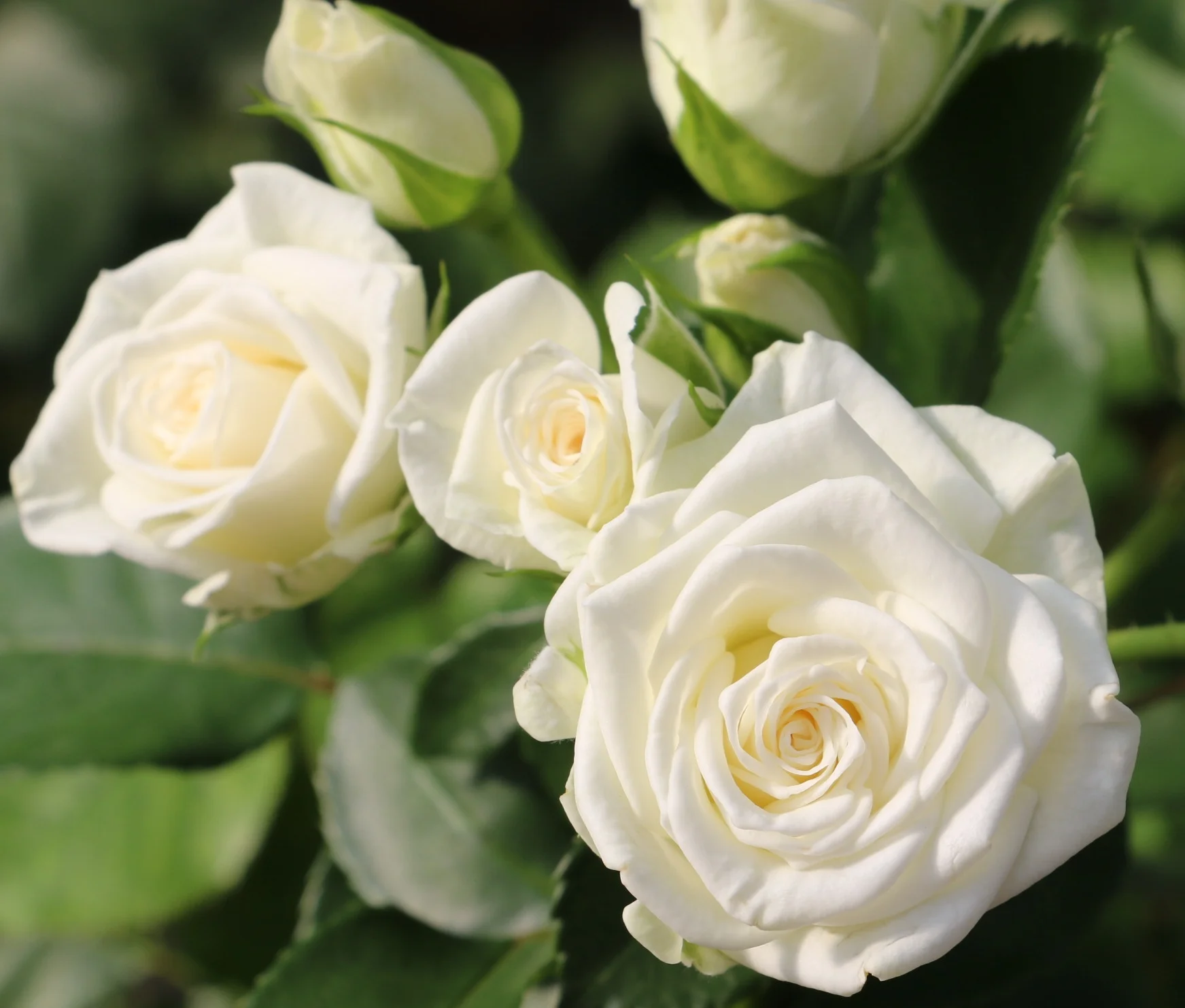 White Lady (19).JPG