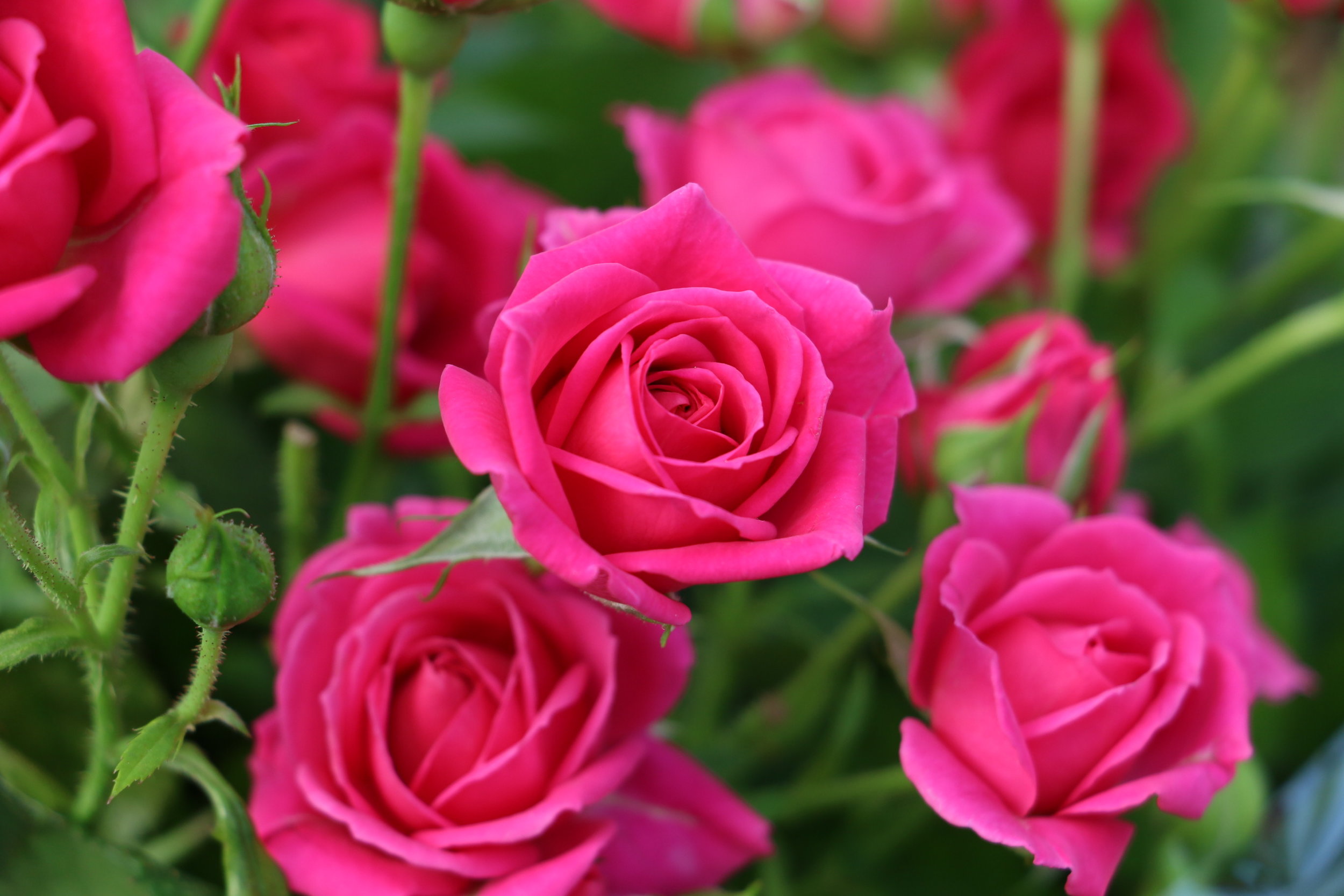 Quincy — Eufloria Flowers