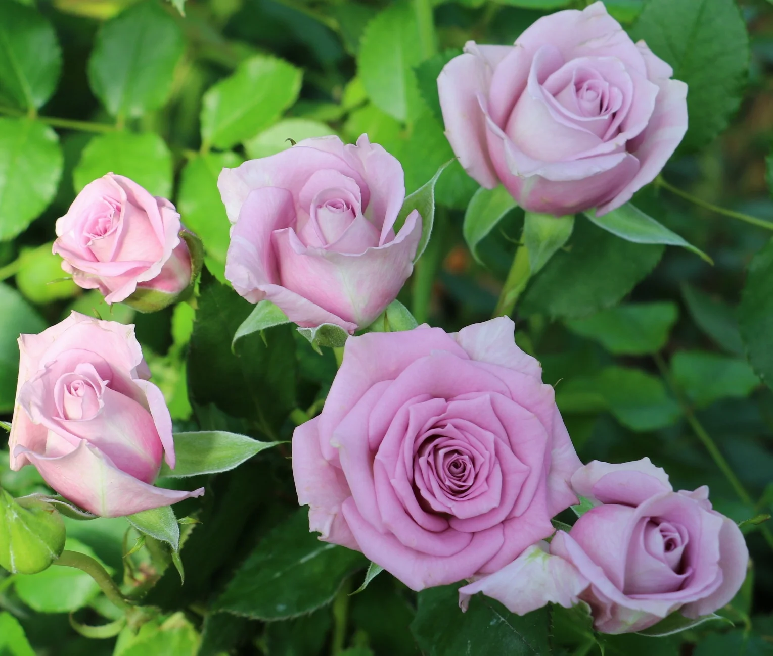 Ocean Mikado — Eufloria Flowers