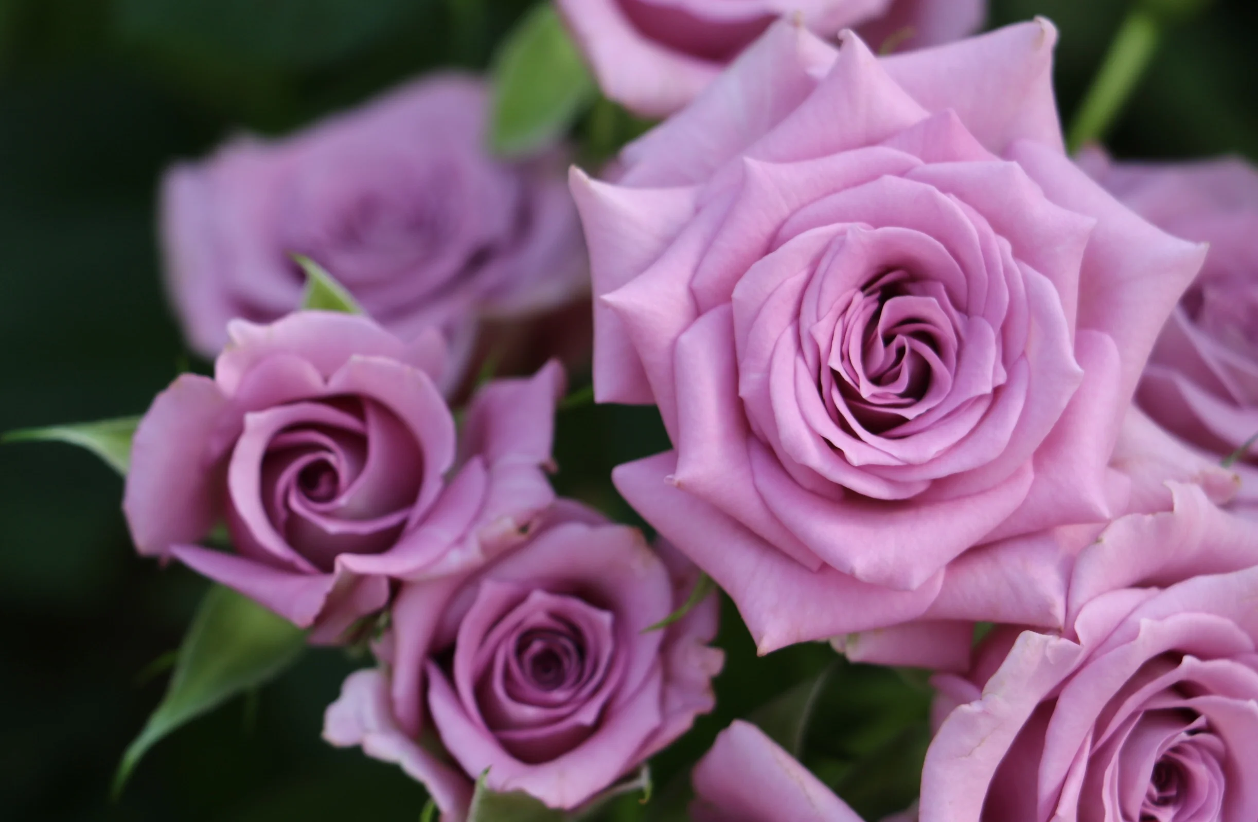 Ocean Mikado — Eufloria Flowers