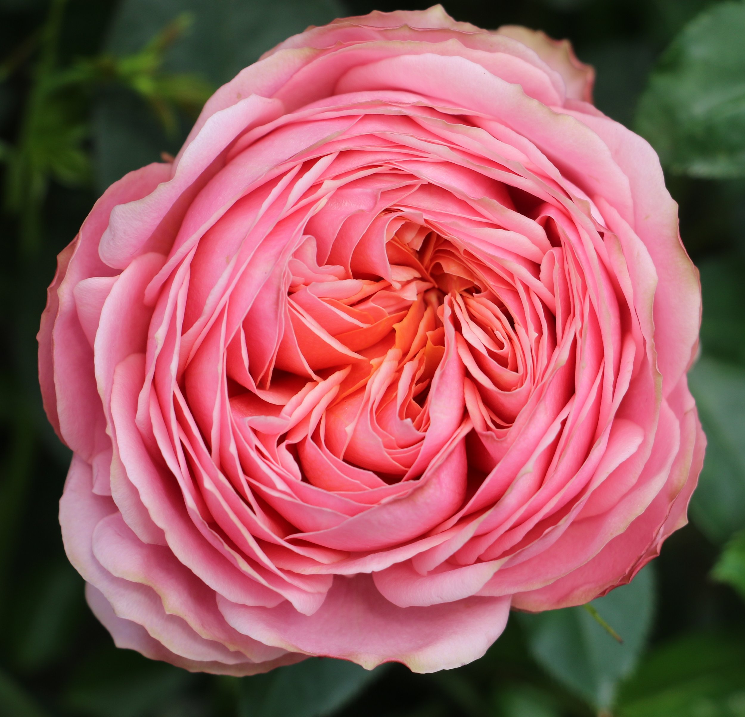 Romantic Antique 4.12.17 004.JPG