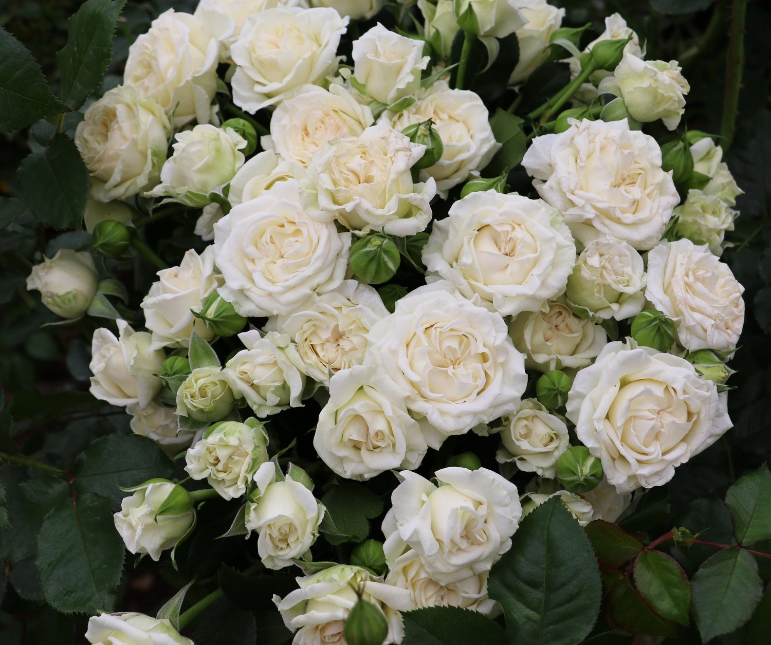 Spray Rose Collection Eufloria Flowers Spray Rose Collection Eufloria Flowers