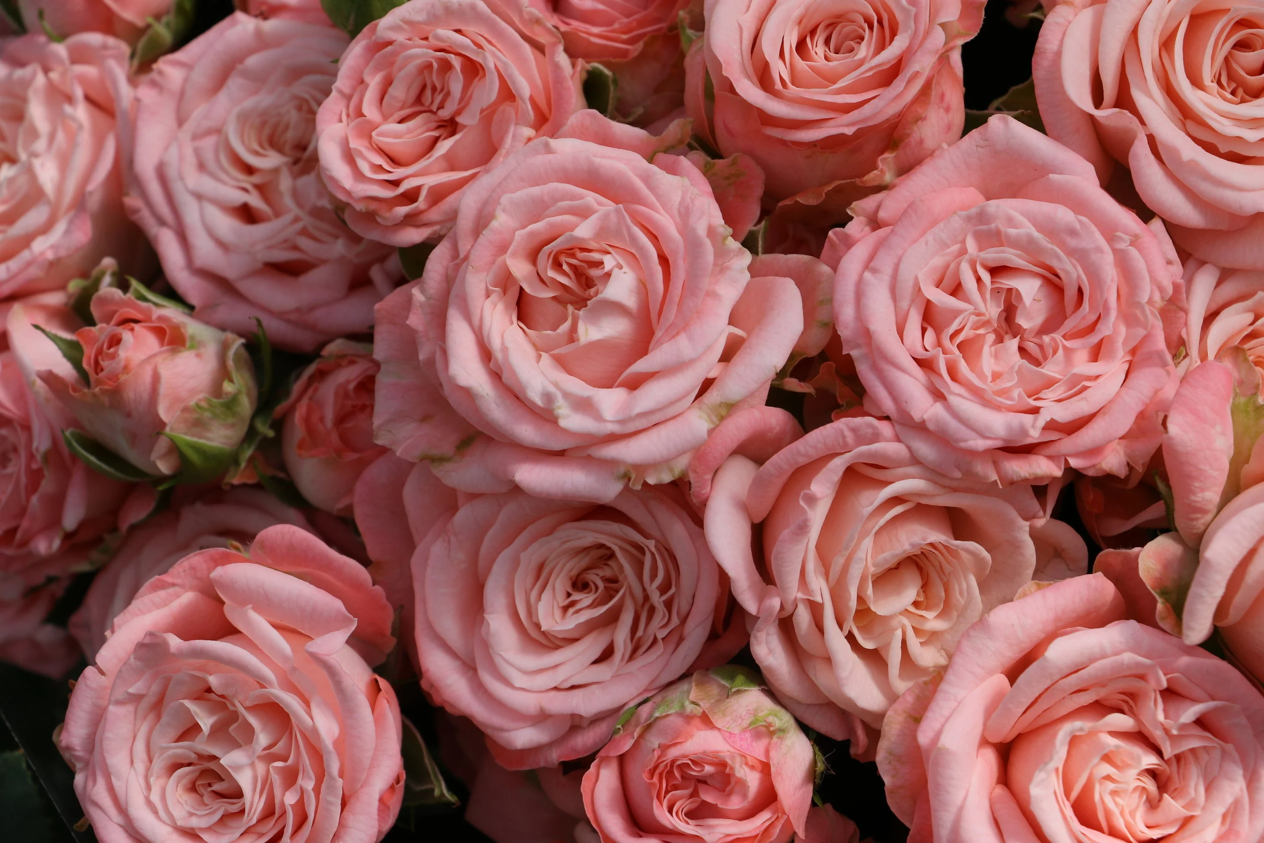 MADAM BOMBASTIC (1).JPG