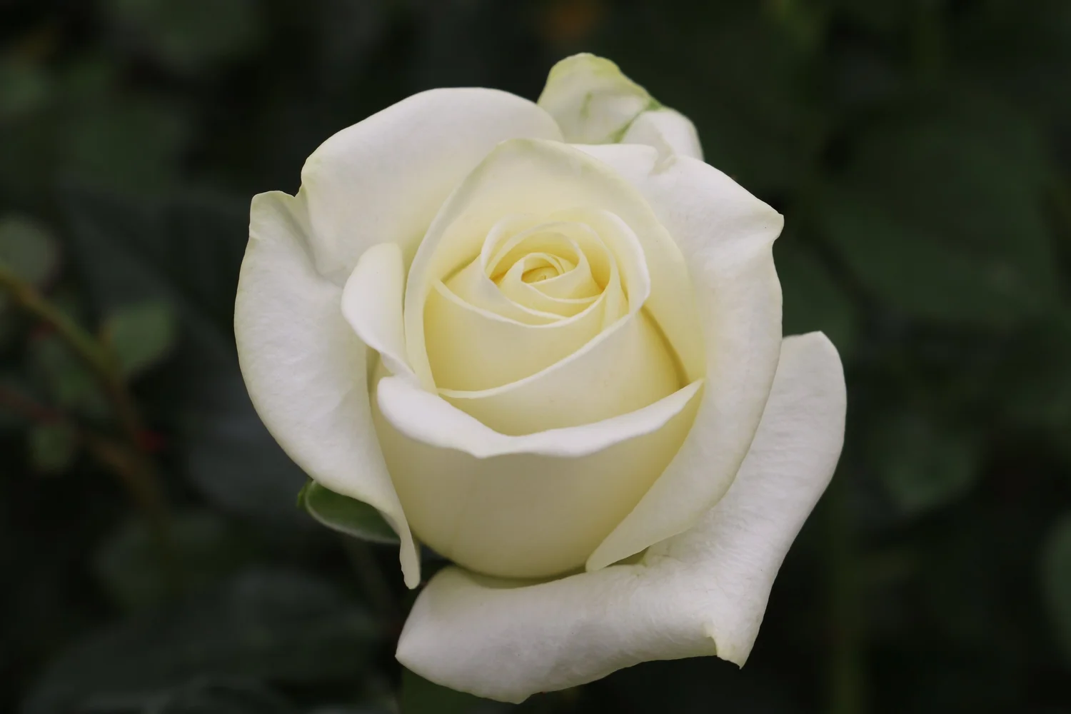 Polar Star — Eufloria Flowers