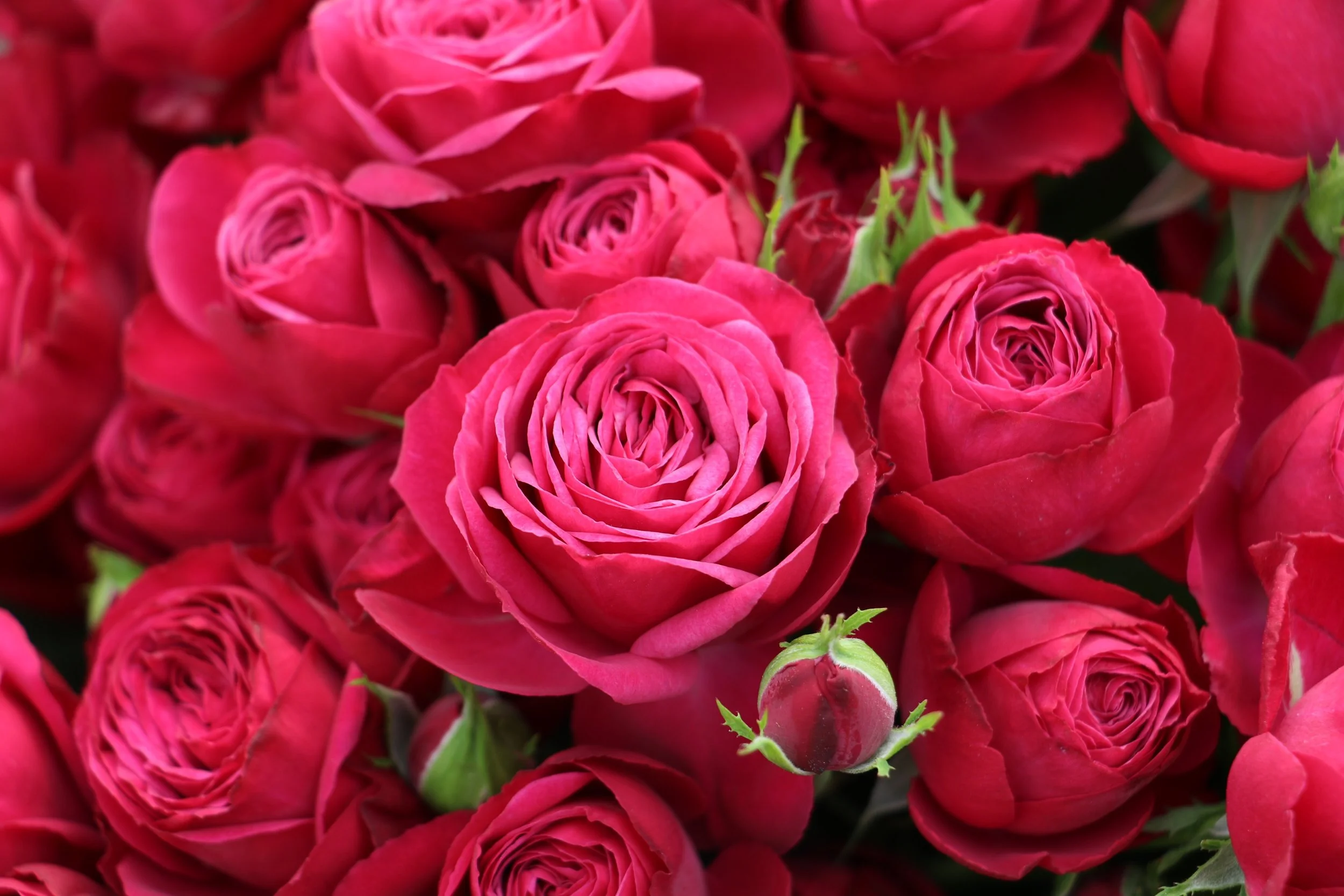 CHERRY COLOROSA (7).JPG