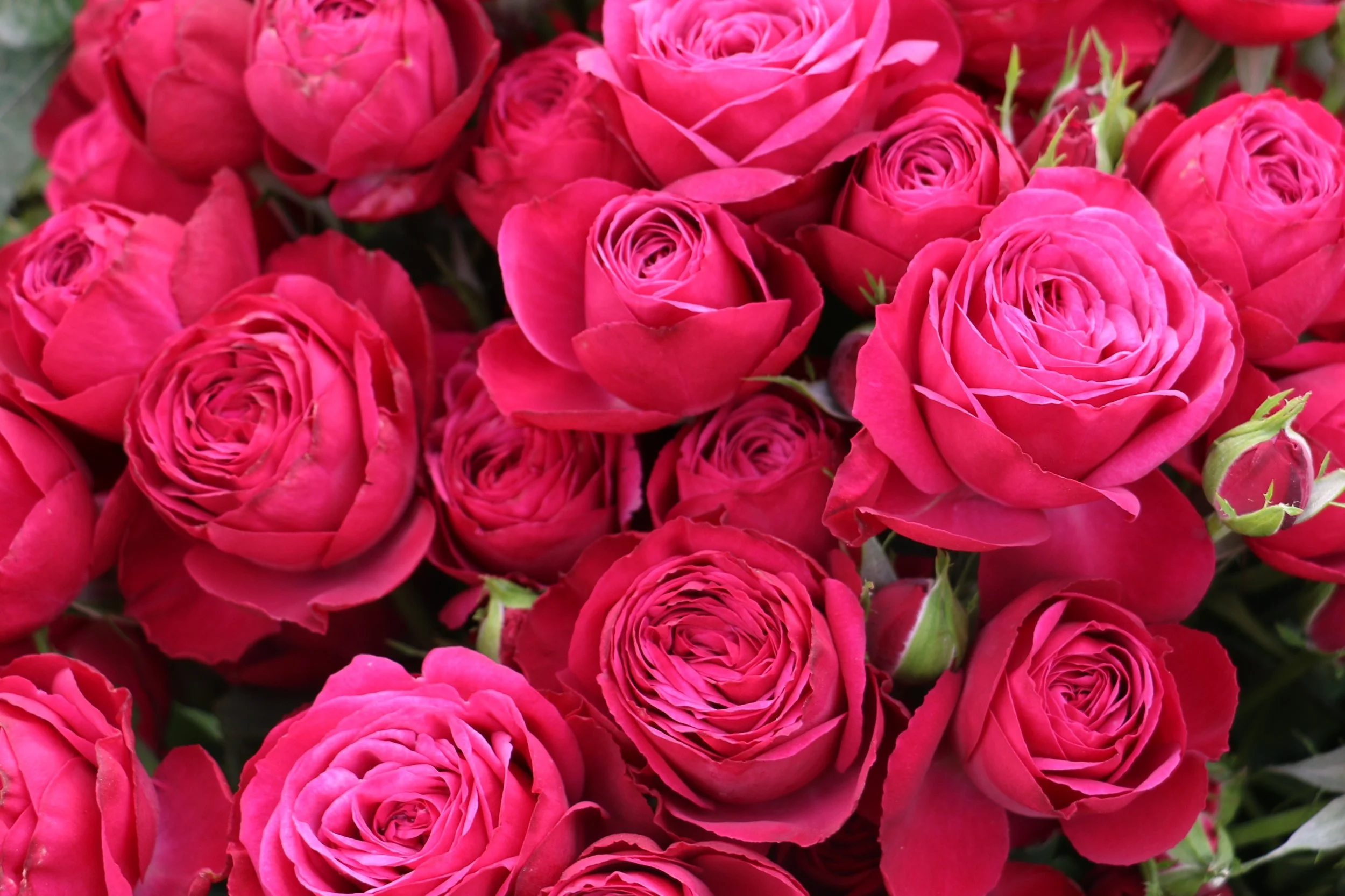 CHERRY COLOROSA (5).JPG