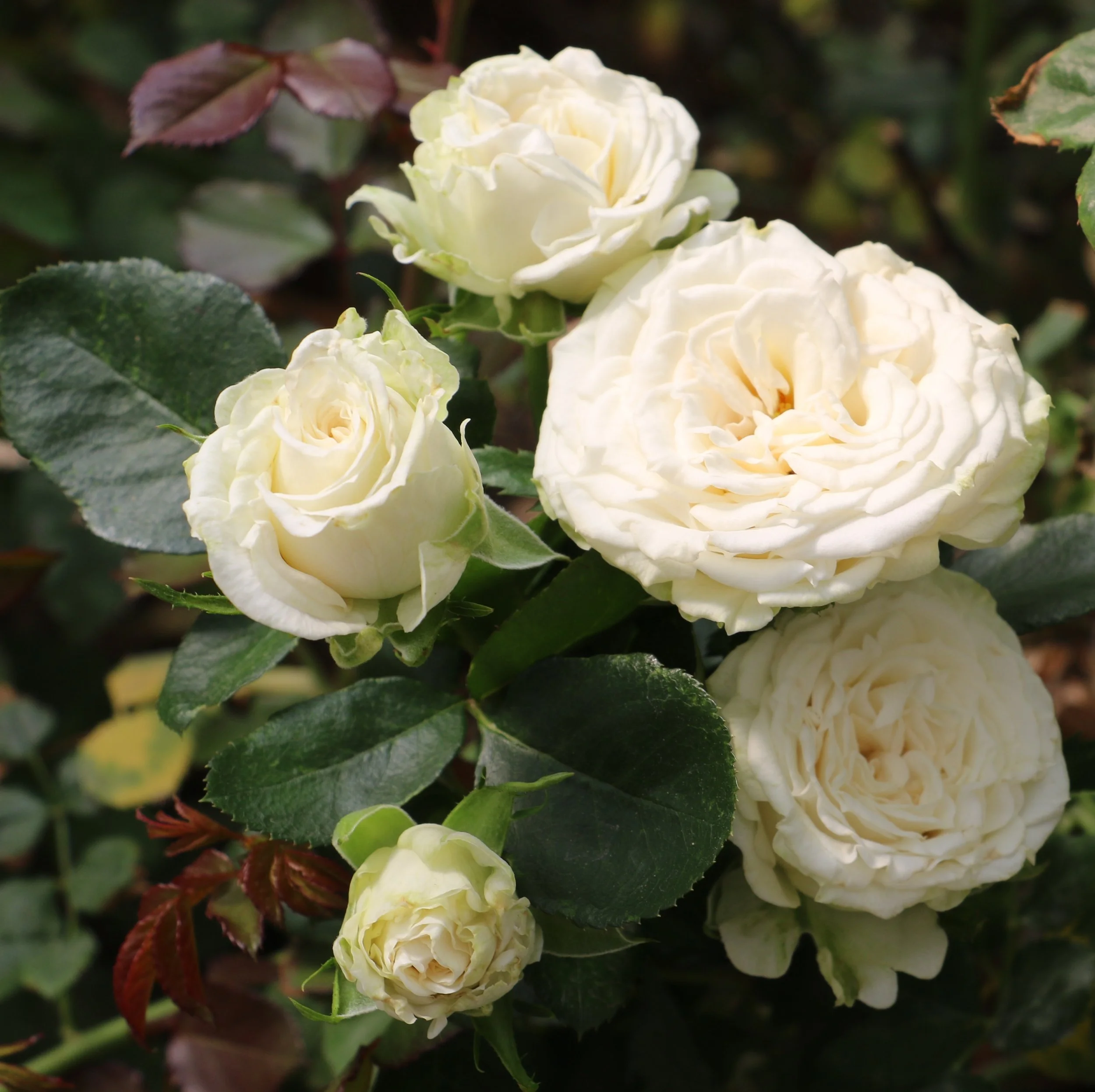 Miss Bombastic 013.JPG