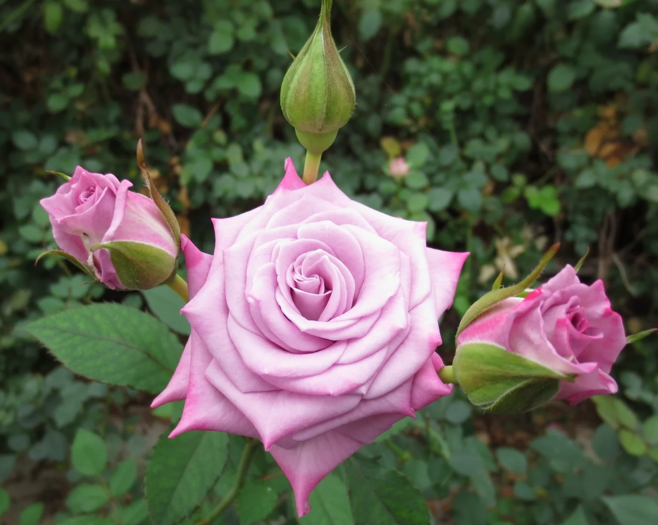 DENIM STAR - Copy.JPG