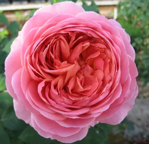 ROMANTIC ANTIKE (8).jpg