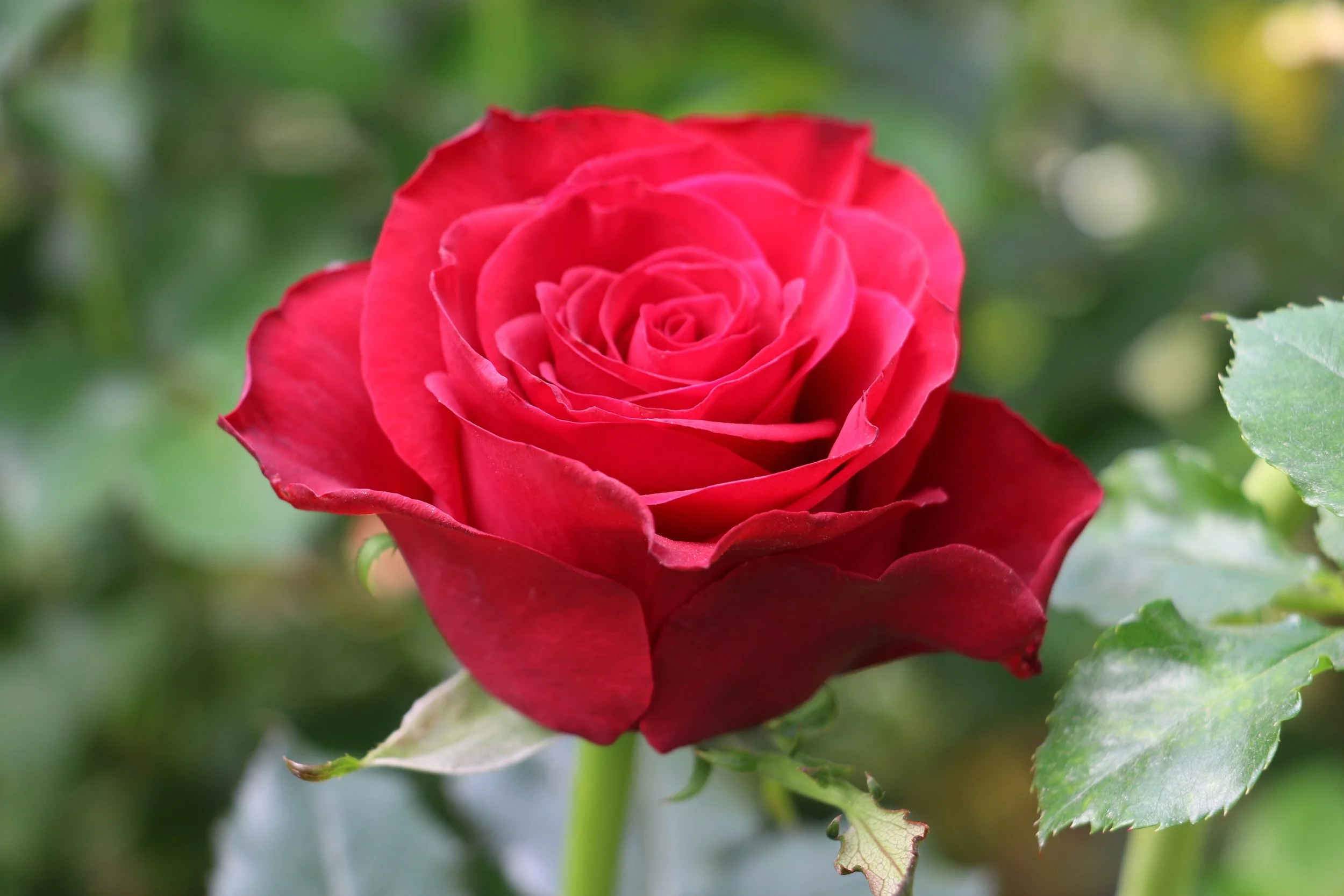 Roses and Skulls Coloring Page 4