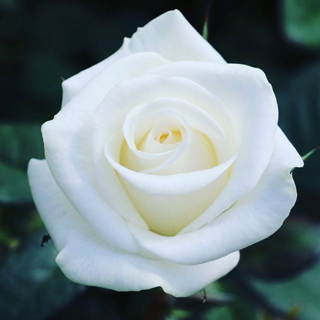 *Akito* Pristine, Pure, and Whiter than White Rose  #dreamy  #ethereal #perfection SAF AWARD WINNER @societyofamericanflorists #akitoroses 
Stem Length: 18&quot; to 32&quot; Shipping available in the US from CA #eufloria #special #event #roses #event