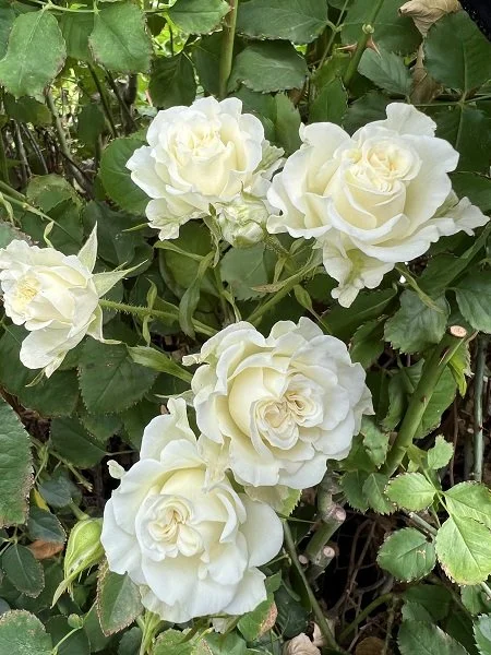 Spray Rose Collection — Eufloria Flowers