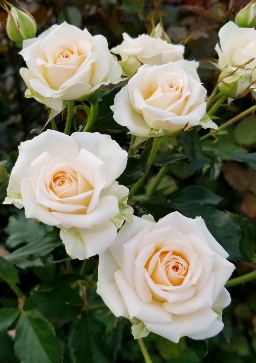 Rosanella