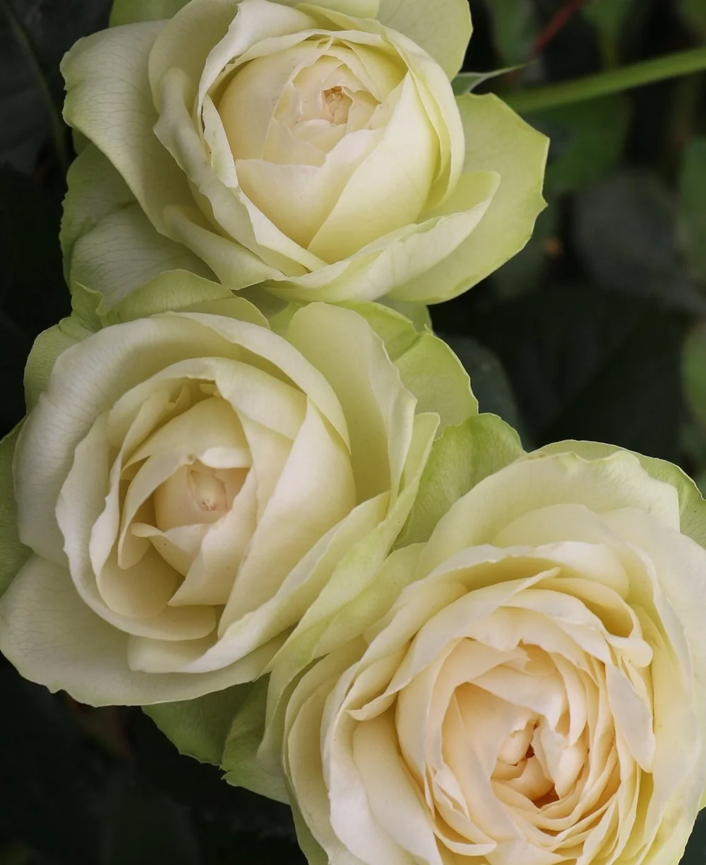 Maceta Autorriego Maceta Negra Sólida De Fibra De Arcilla Cuadrada 30 X 30 X  28 Cm Resistentes A Los Rayos Uv Paros - Negro Con Ofertas En | Ofertas  Online Macetero Cuadrado, image size:1000x1224