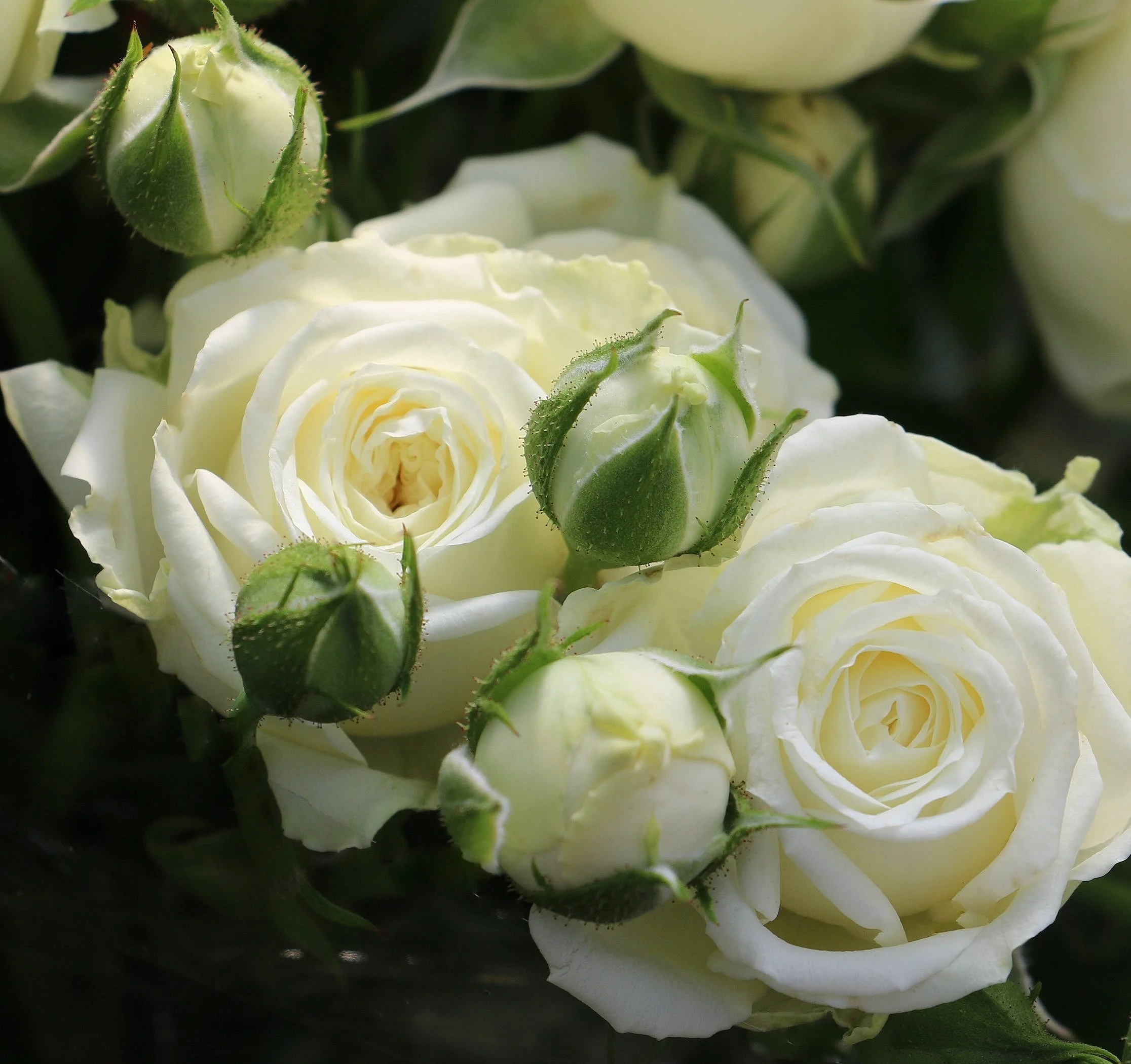 WHITE+BUBBLES+%282%29.jpg
