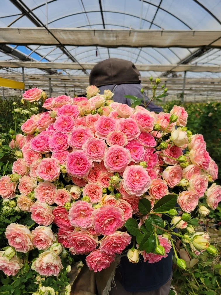 74433 Perky Parasol.jpeg