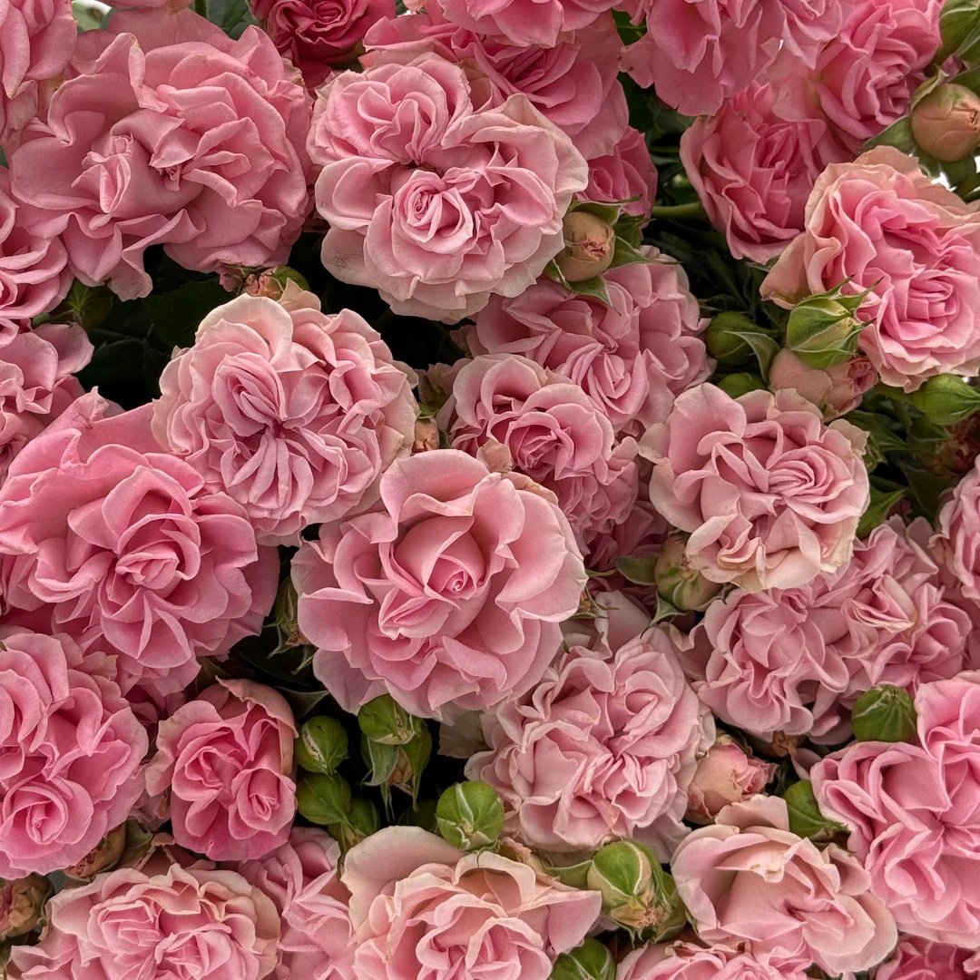 Sweet-Flow-Close-Up.jpg