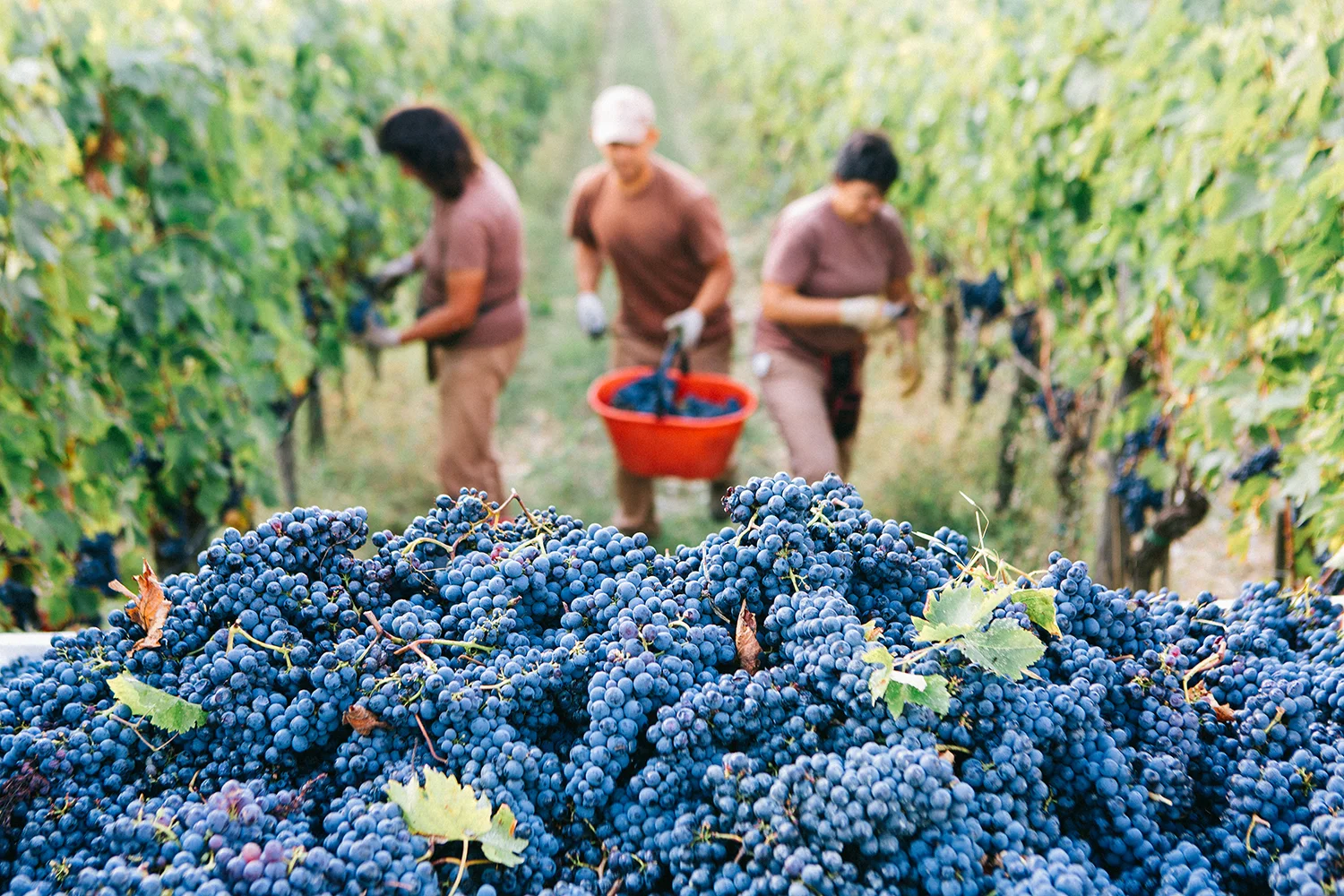  Grape harvest in Siena, Toscana 
