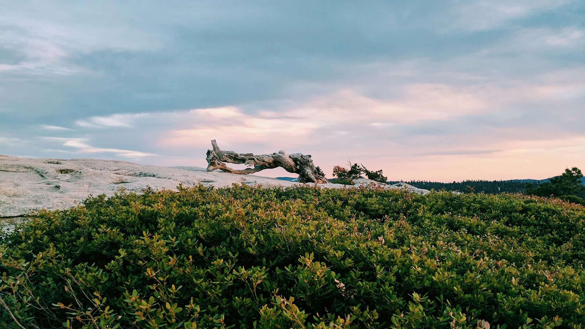Sentinel-Dome-Sunset---Log.jpg