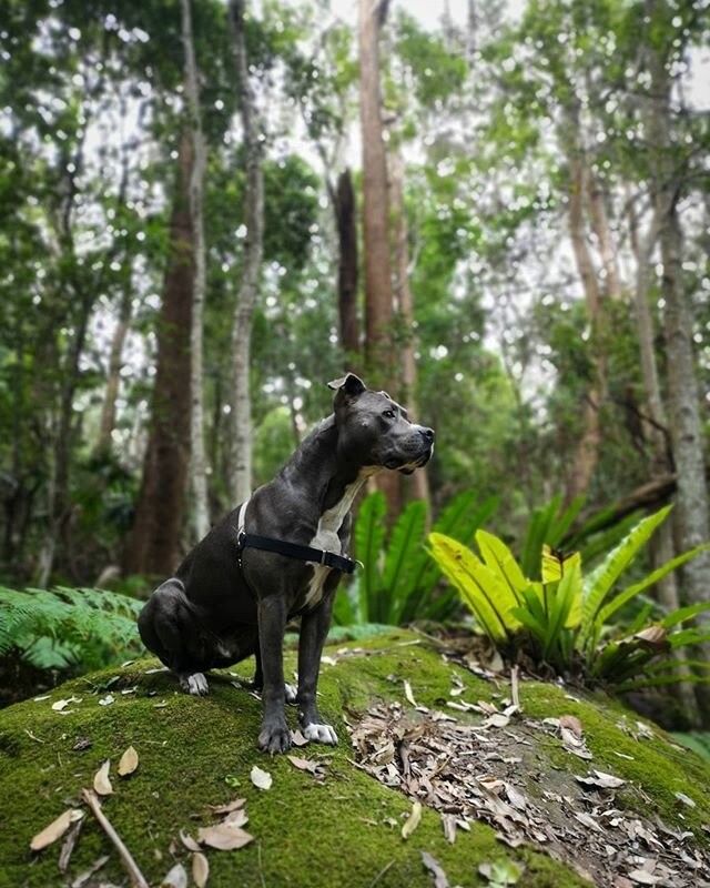 Look at this majestic beast. Waleed watching over the trail build.