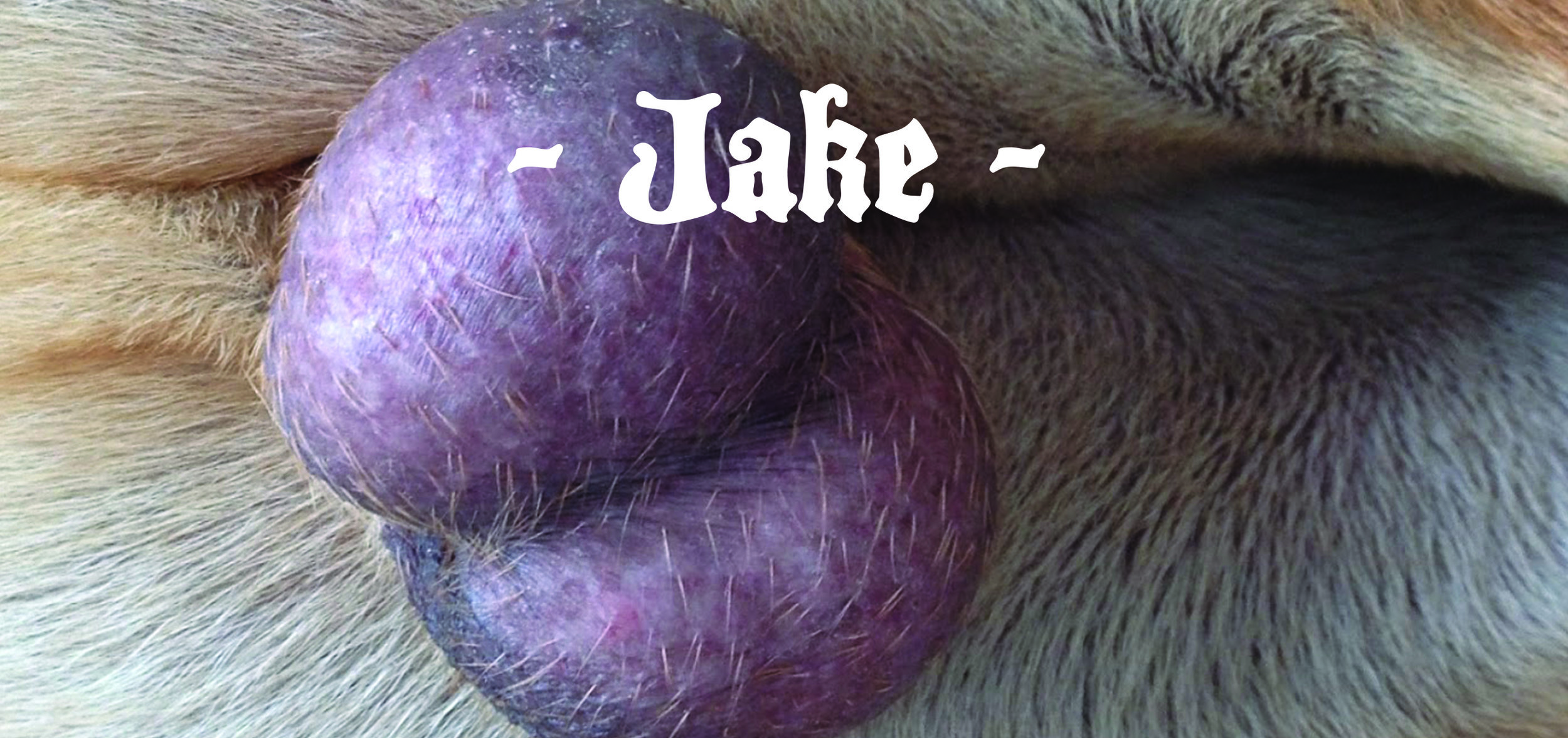 jake.jpg