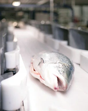 fish_salmon_fillets.jpg
