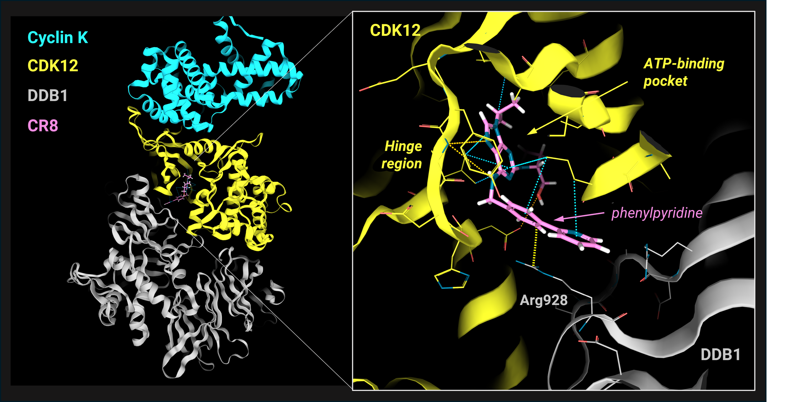 Cyclin K — Discngine 3decision® Collaborative Platform for Structural