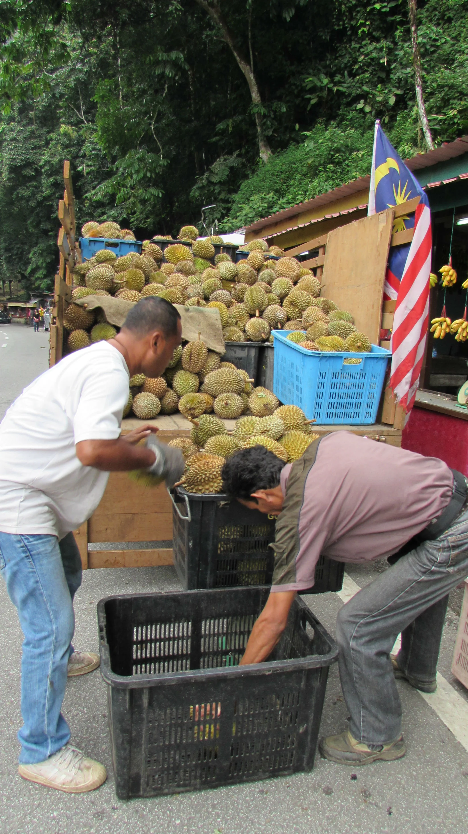 Durian Fruits