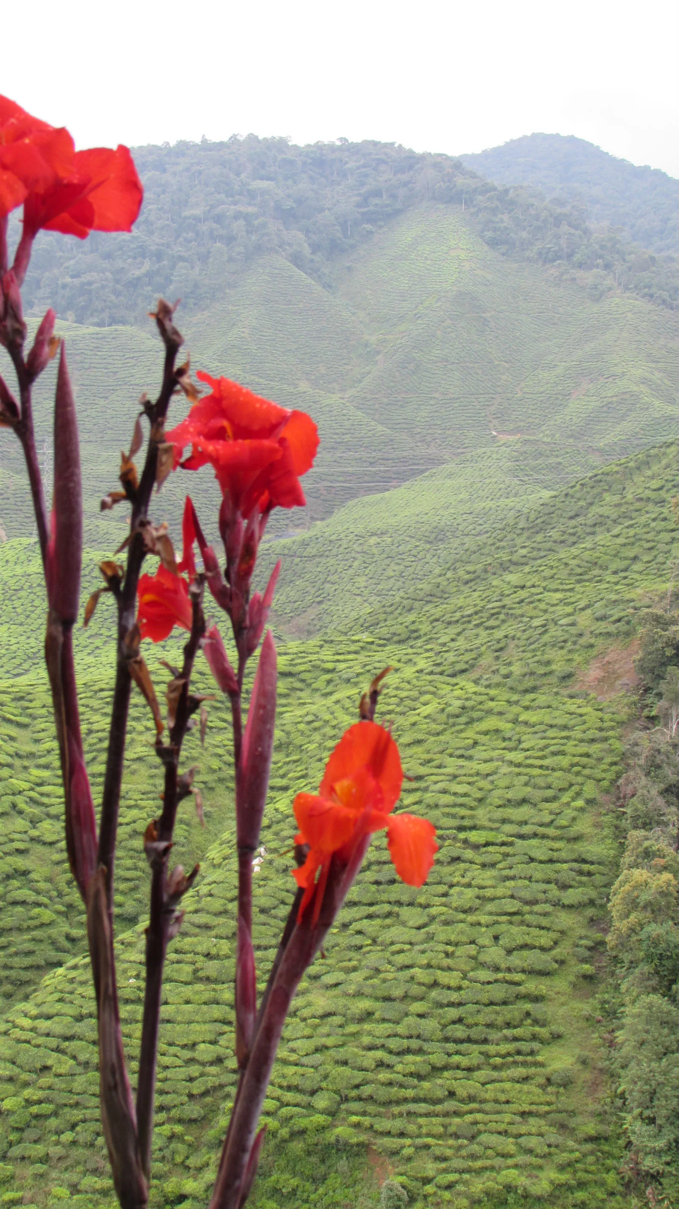 Tea Plantation Cameron Highlands