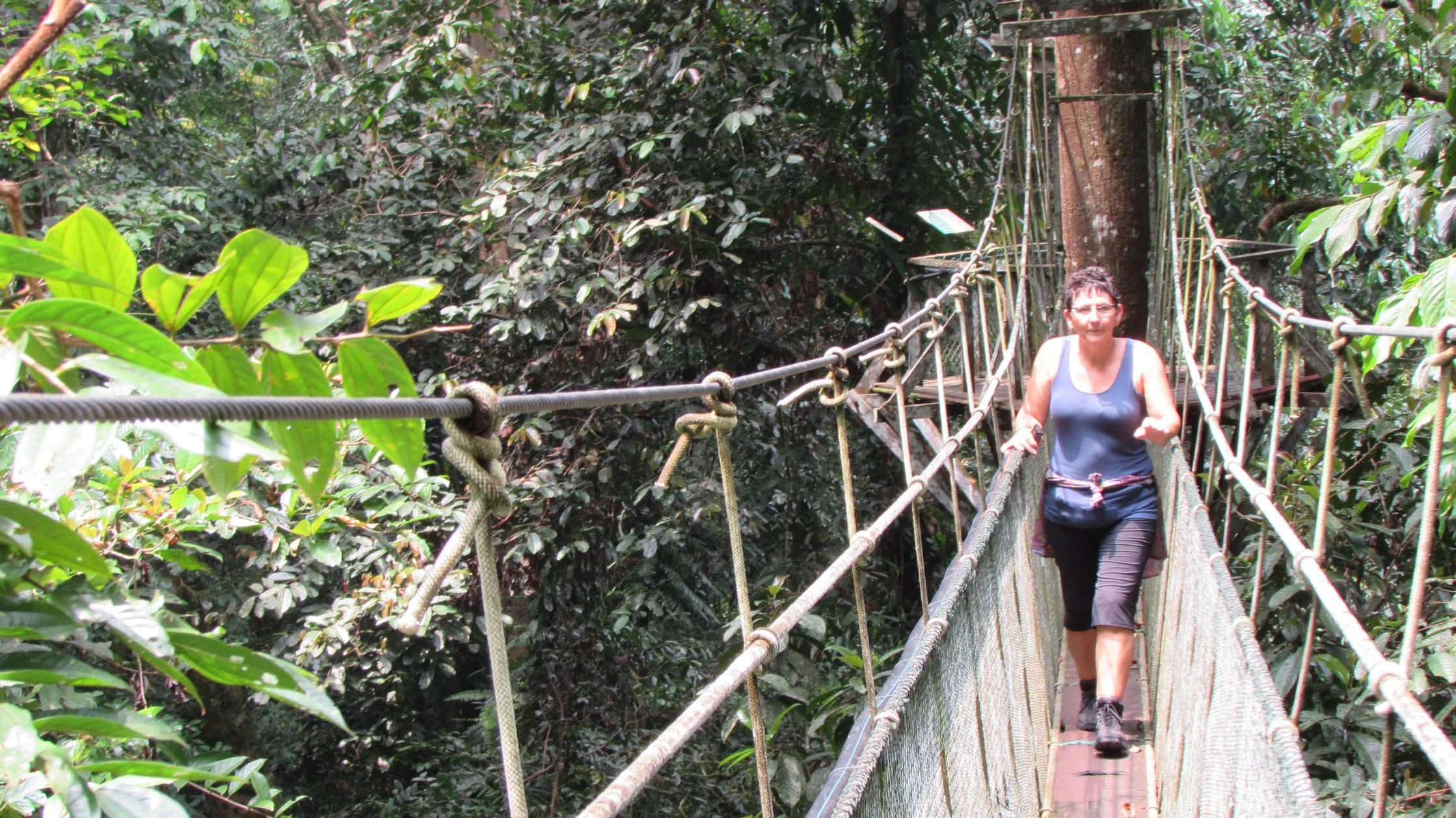 Canopy Bridge 25 meters above ground