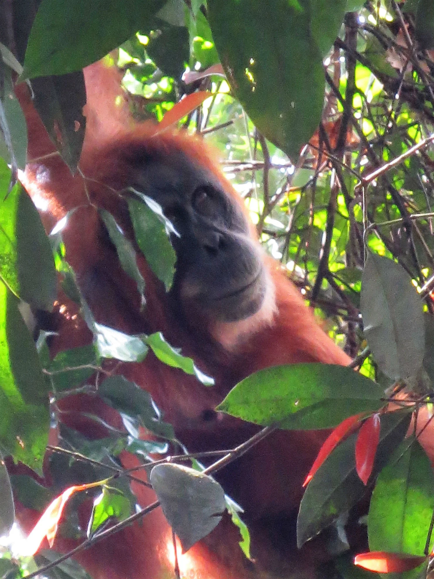 Adult orangutan
