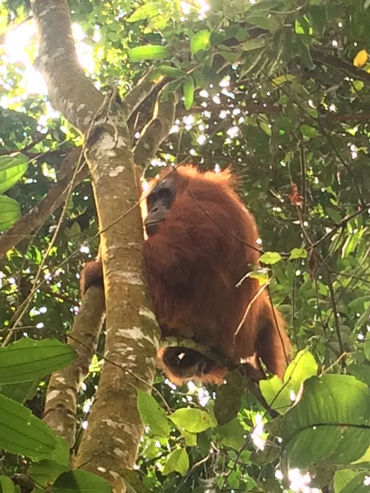 Female orangutan