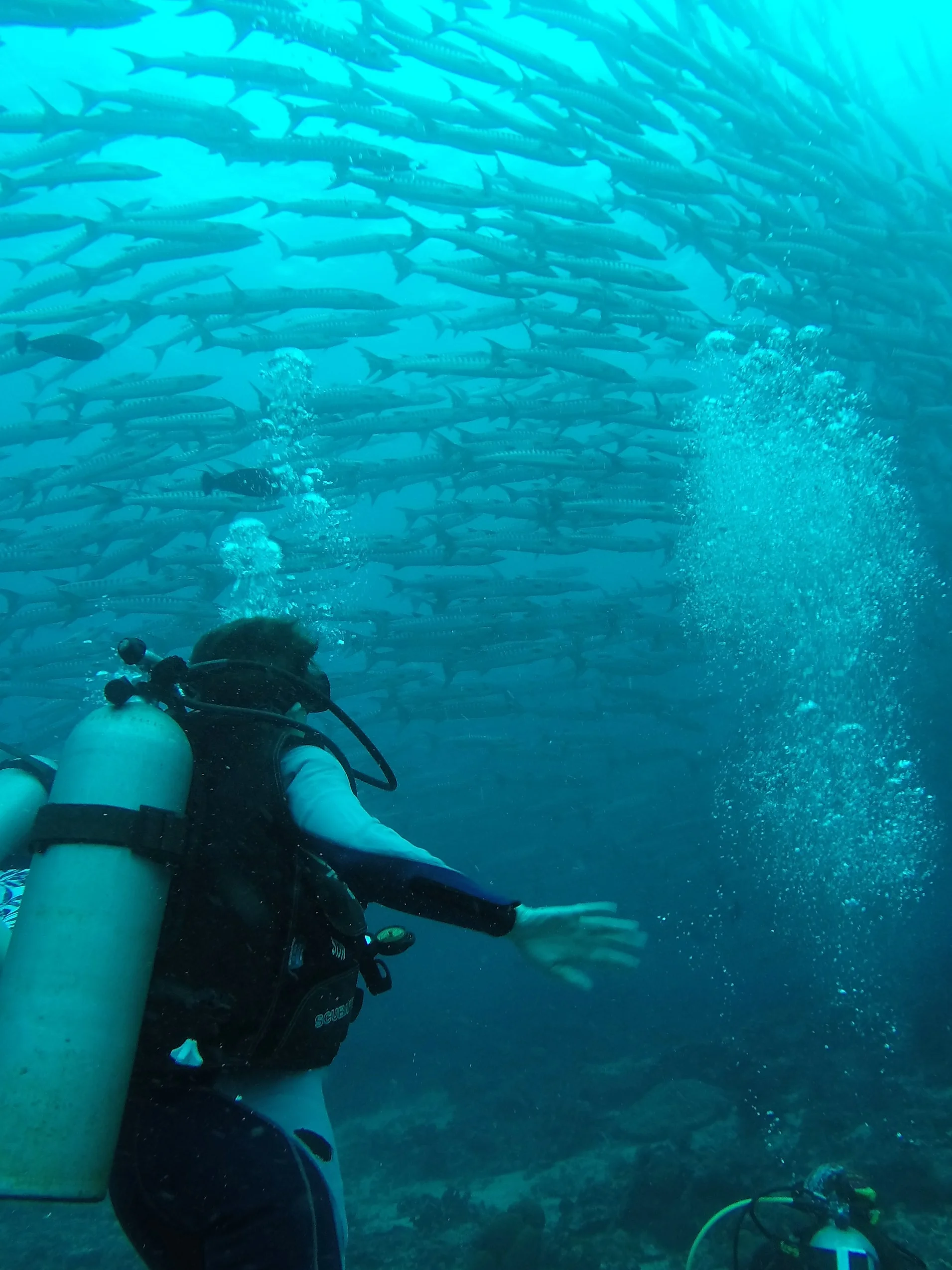 A spiralling shoal barracuda's